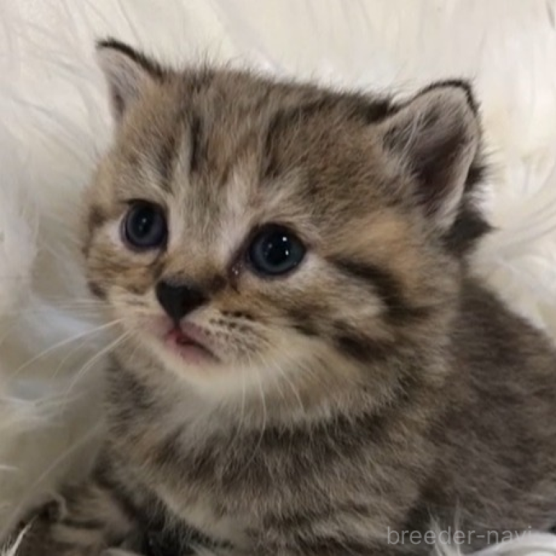販売中の静岡県のブリティッシュショートヘア-124281の1枚目